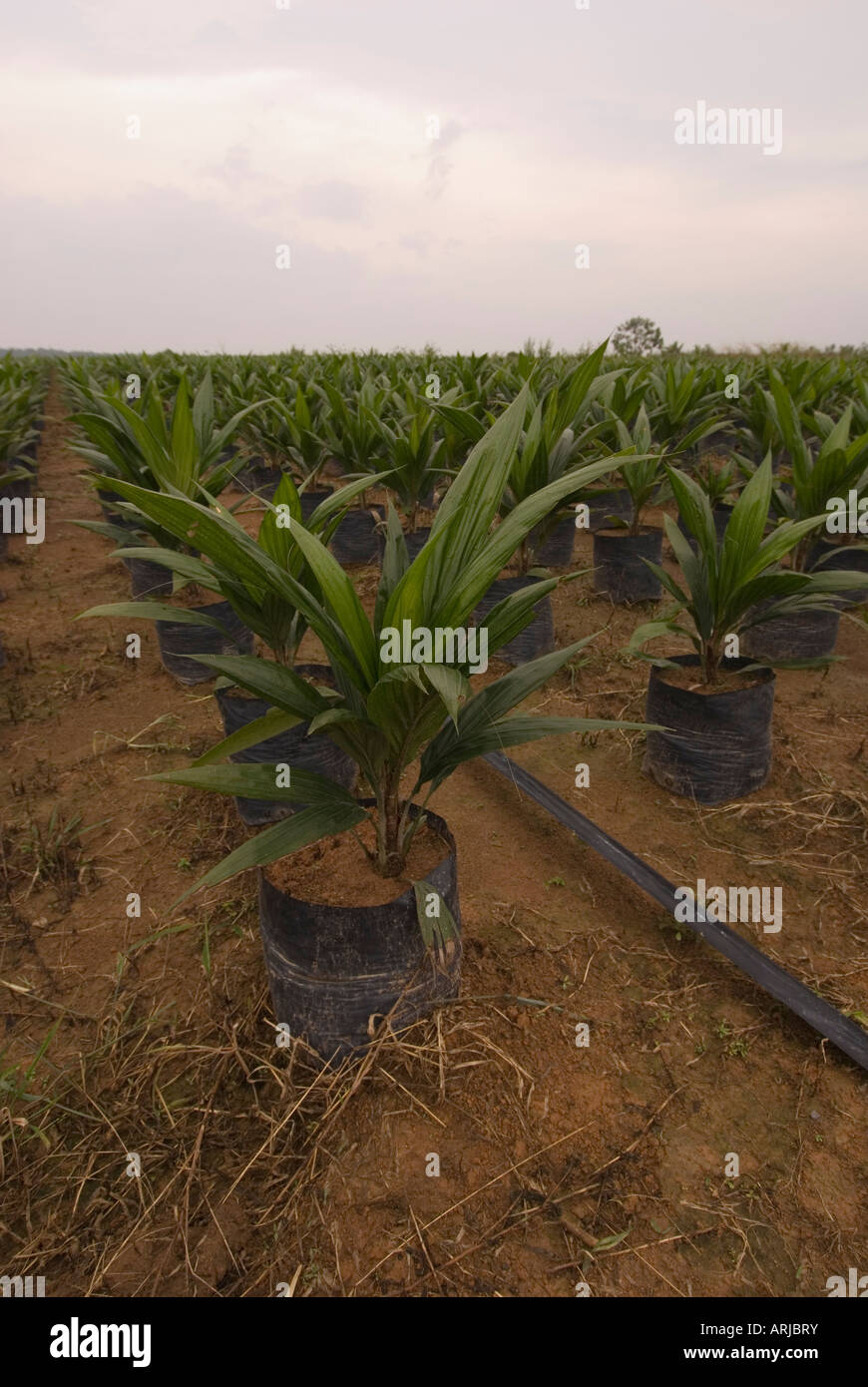 Palmöl Pflanzen Baumschule, Indonesien, Borneo Stockfoto