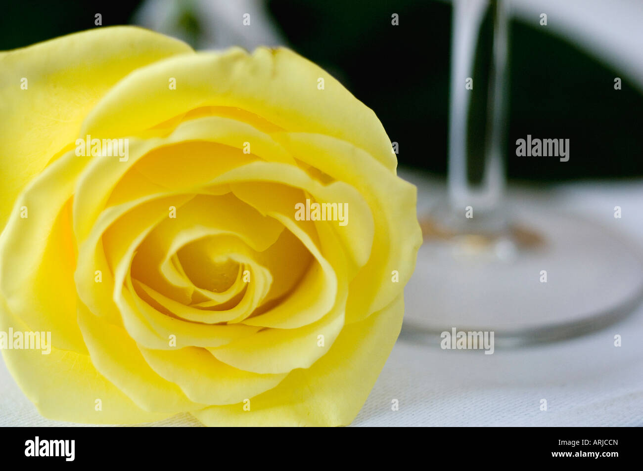 Eine Nahaufnahme der zarten Blütenblätter einer gelben Rose bilden eine Blume auf ein weißes Tuch gelegt, durch den Stamm eines Weinglases Stockfoto