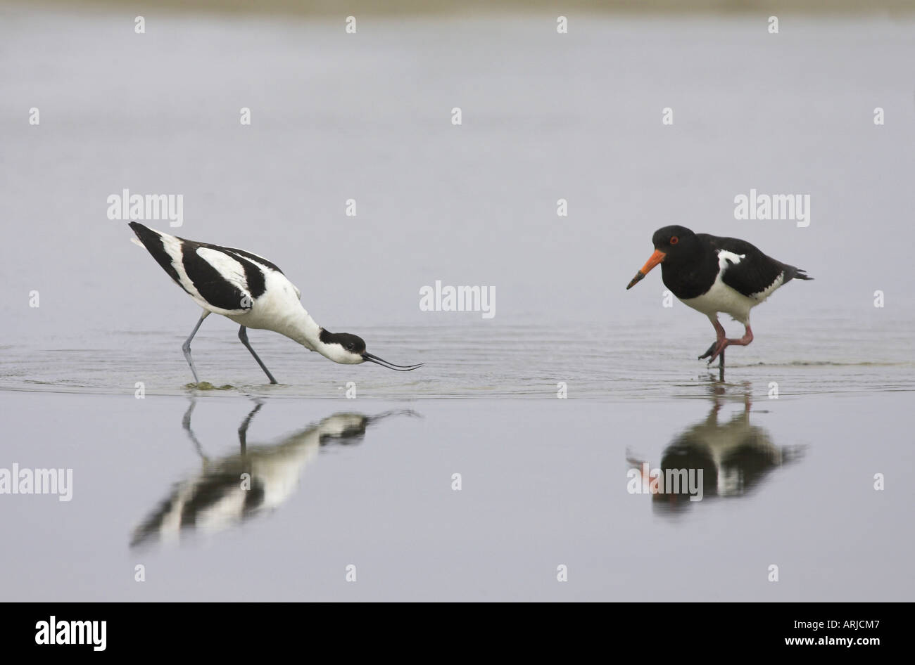 Trauerschnäpper Säbelschnäbler (Recurvirostra Avosetta), pied Avocet mit bedrohlichen Geste gegen Austernfischer, Niederlande, Texel Stockfoto