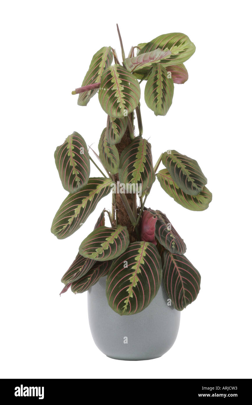 Gebet-Pflanze, rot gederten Maranta (Maranta Leuconeura 'Erythroneura'),  Topfpflanze Stockfotografie - Alamy