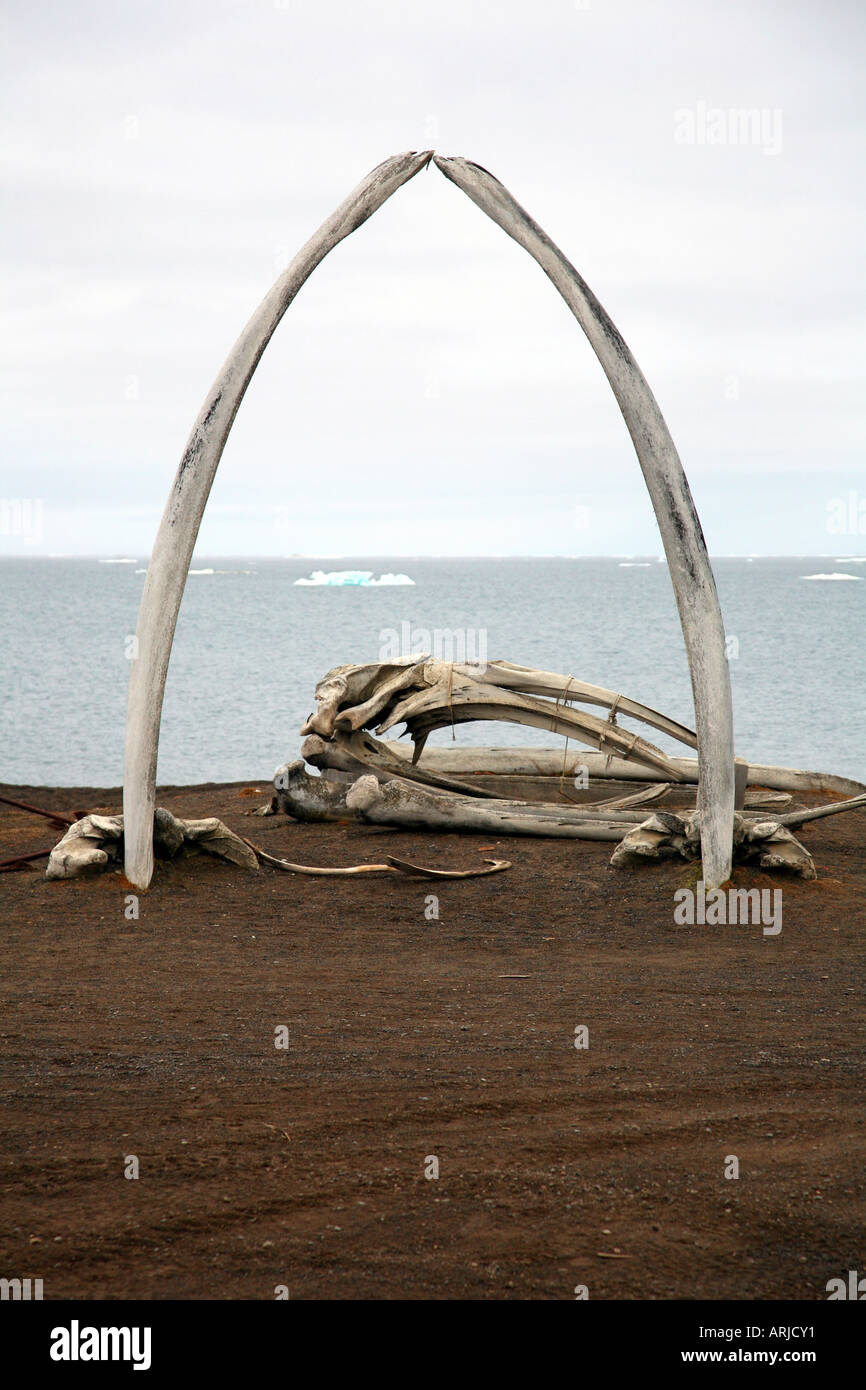 Grönlandwal, Grönland Glattwal, arktischen Glattwal (Balaena Mysticetus), aufrechte Kieferknochen als Denkmal, USA, Alaska, Barr Stockfoto