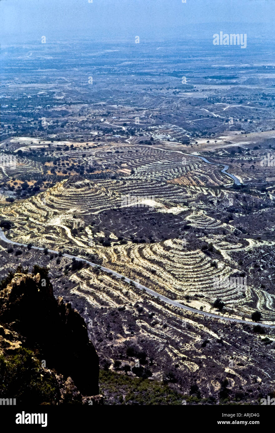 Olive Groves auf der Straße von Toledo nach Alicante an Spaniens Ostküste Stockfoto