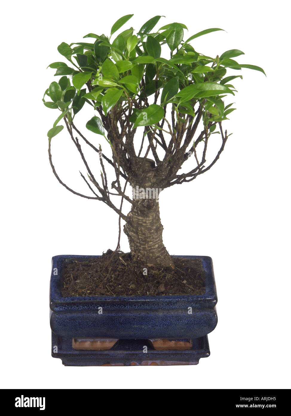 Tropi Laurel, weinend Feigen (Ficus Retusa, Ficus Microcarpa var. Nitida, Ficus Benjamina), Bonsai-Baum Stockfoto