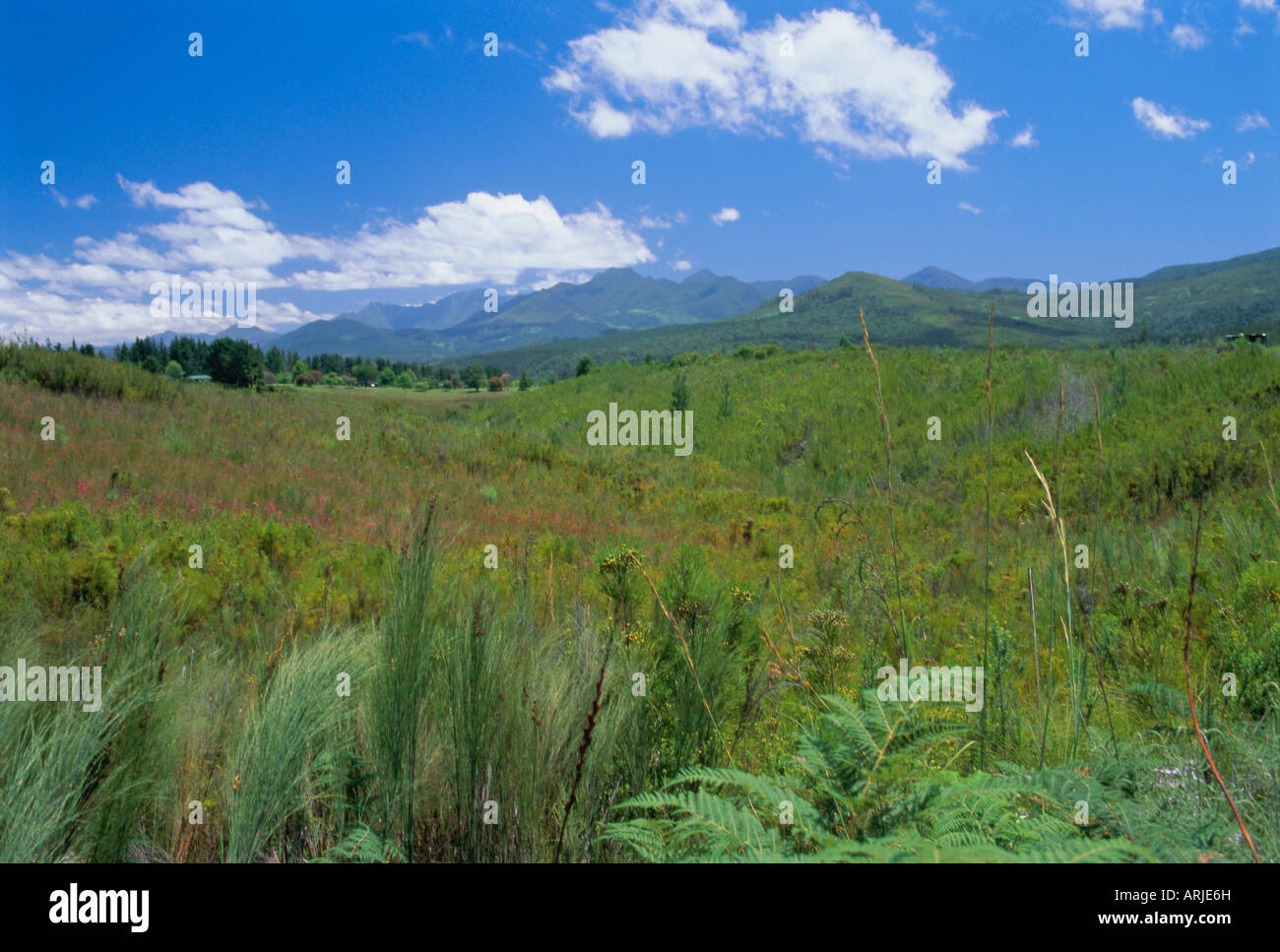 Outeniqua Berge, Garden Route in der Nähe von Knysna, Kapprovinz, Südafrika, Afrika Stockfoto