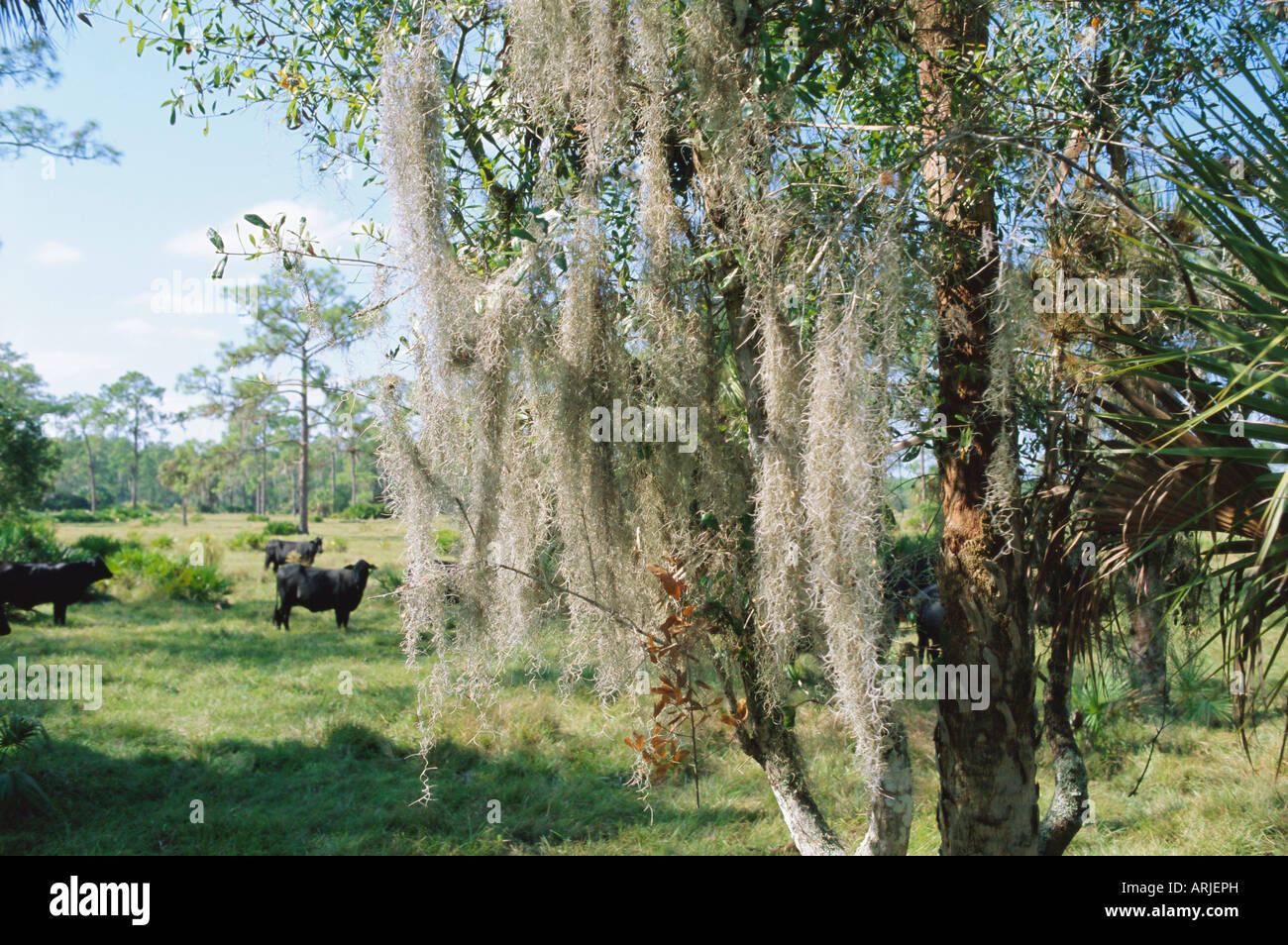 Spanisch Moos in den Bäumen in der Nähe von Fort Myers, Florida, USA, Nordamerika Stockfoto