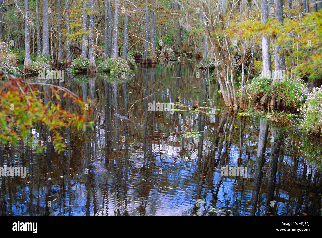 Kahle Zypresse-Sumpf in der Nähe von Fort Myers, Florida, USA Stockfoto