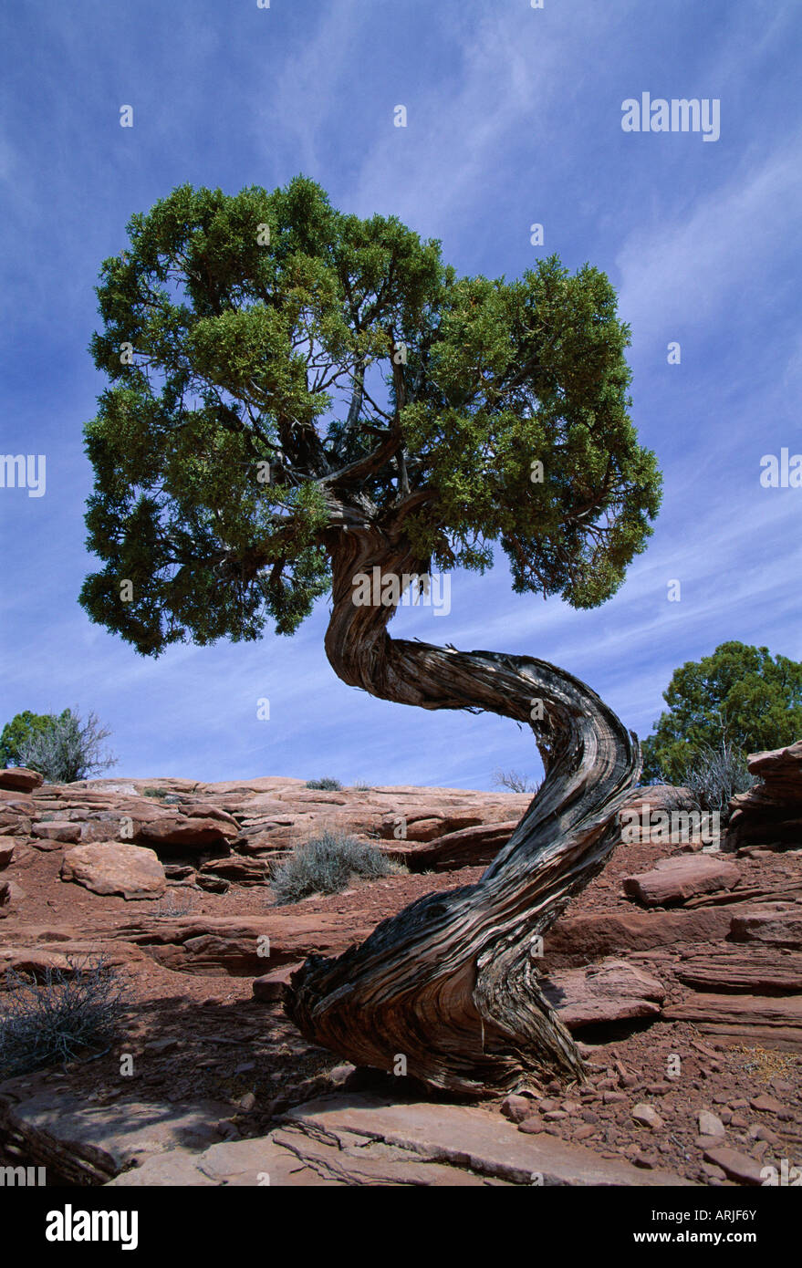 Wacholder mit geschwungenen Stamm, Canyonlands National Park, Utah, Vereinigte Staaten von Amerika (U.S.A.), Nordamerika Stockfoto