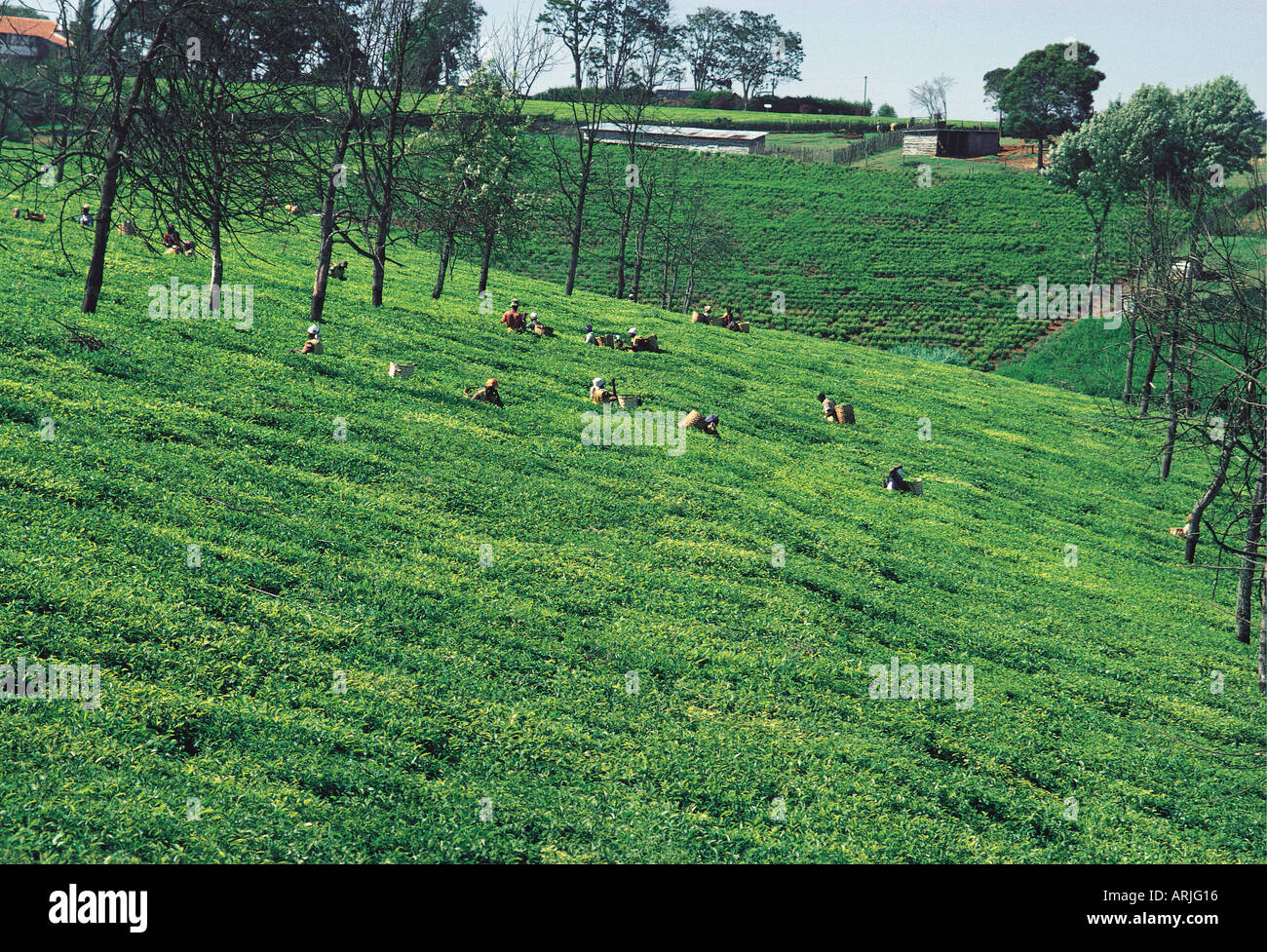 Tee-Ernte in der Nähe von Limuru Central Provinz Kenia in Ostafrika Stockfoto