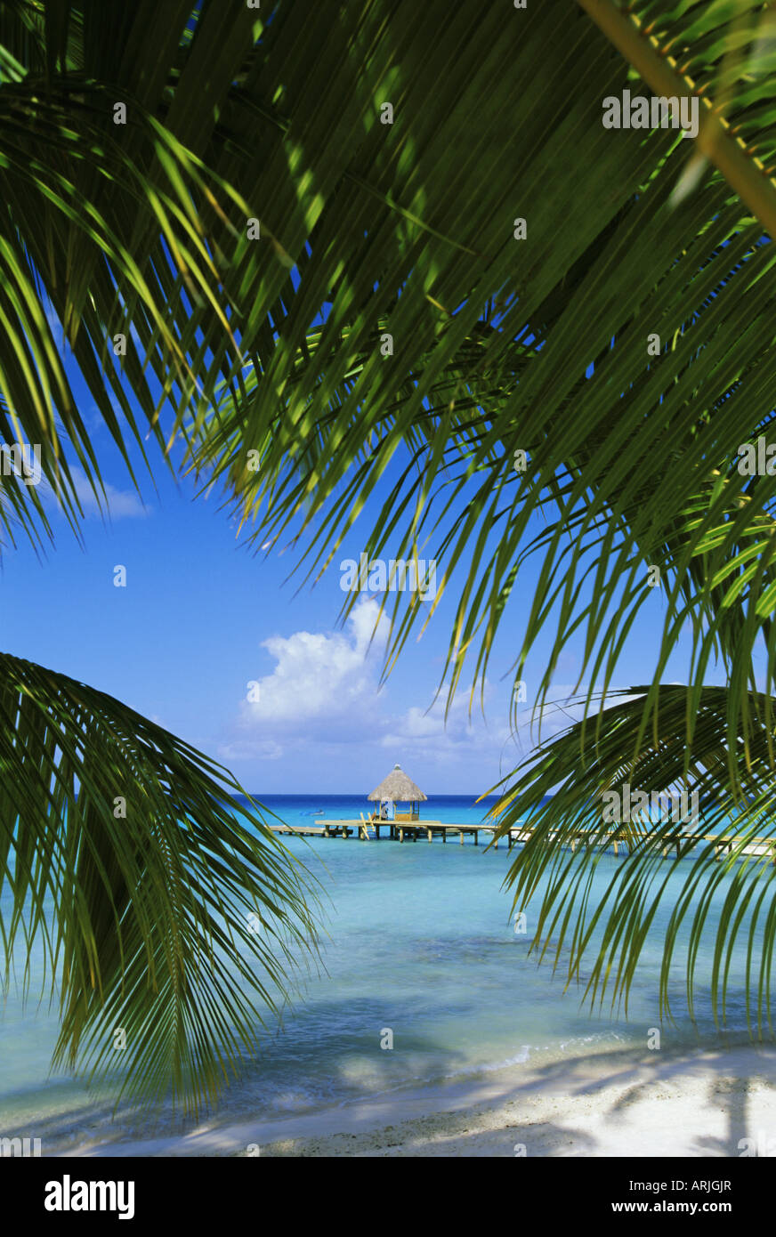 Palmwedel und Strand, Rangiroa Atoll, Tuamotu-Archipel, Französisch-Polynesien, Süd-Pazifik-Inseln, Pazifik Stockfoto