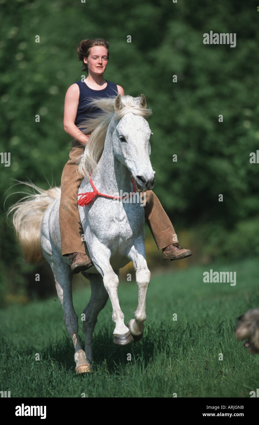 reinrassigen arabischen Pferd (Equus Przewalskii F. Caballus), Mädchen ohne Sattel reiten Stockfoto