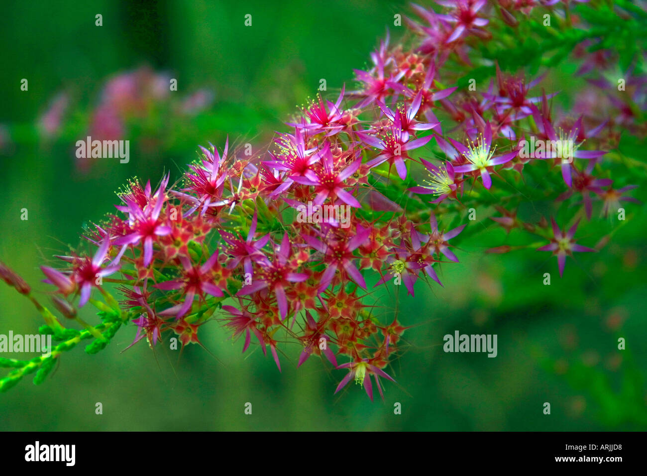 Robuste sedimentären Formationen und Blumen des Hidden Valley im Mirima National Park in der Nähe von Kununurra Western Australia Stockfoto