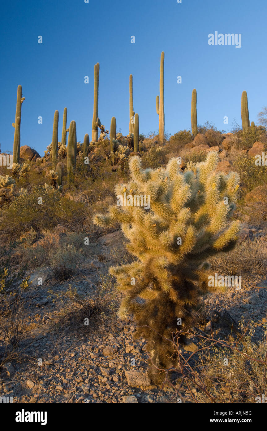 Kakteen-Landschaft bei Sonnenuntergang mit Cholla Cactus (Teddybär Kaktus, Jumping Kaktus) Arizona Sonora-Wüste, Vereinigte Staaten von Amerika USA Stockfoto