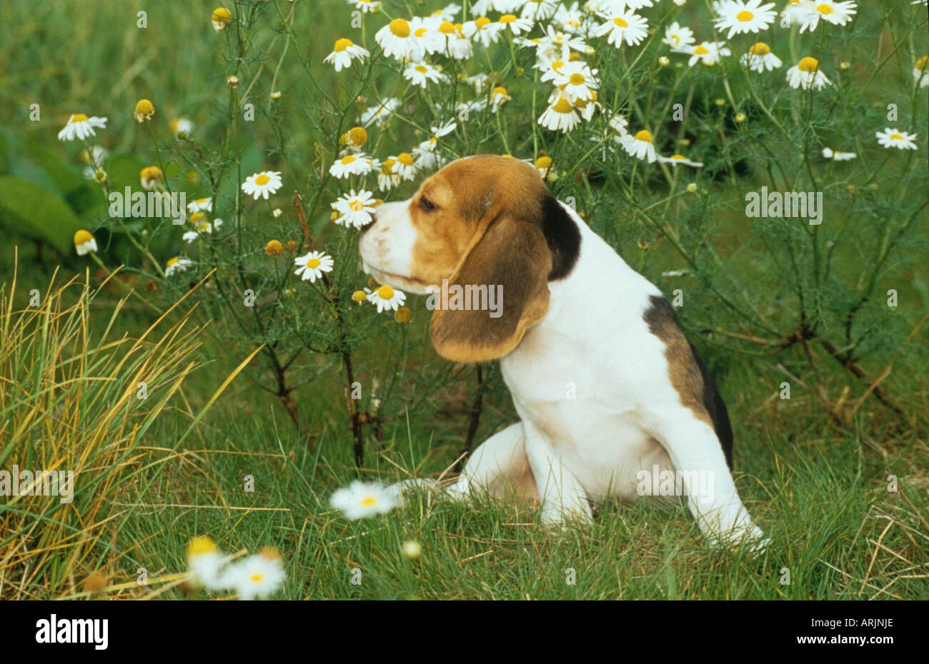 Beagle Hund - Welpe schniefte Blume Stockfoto