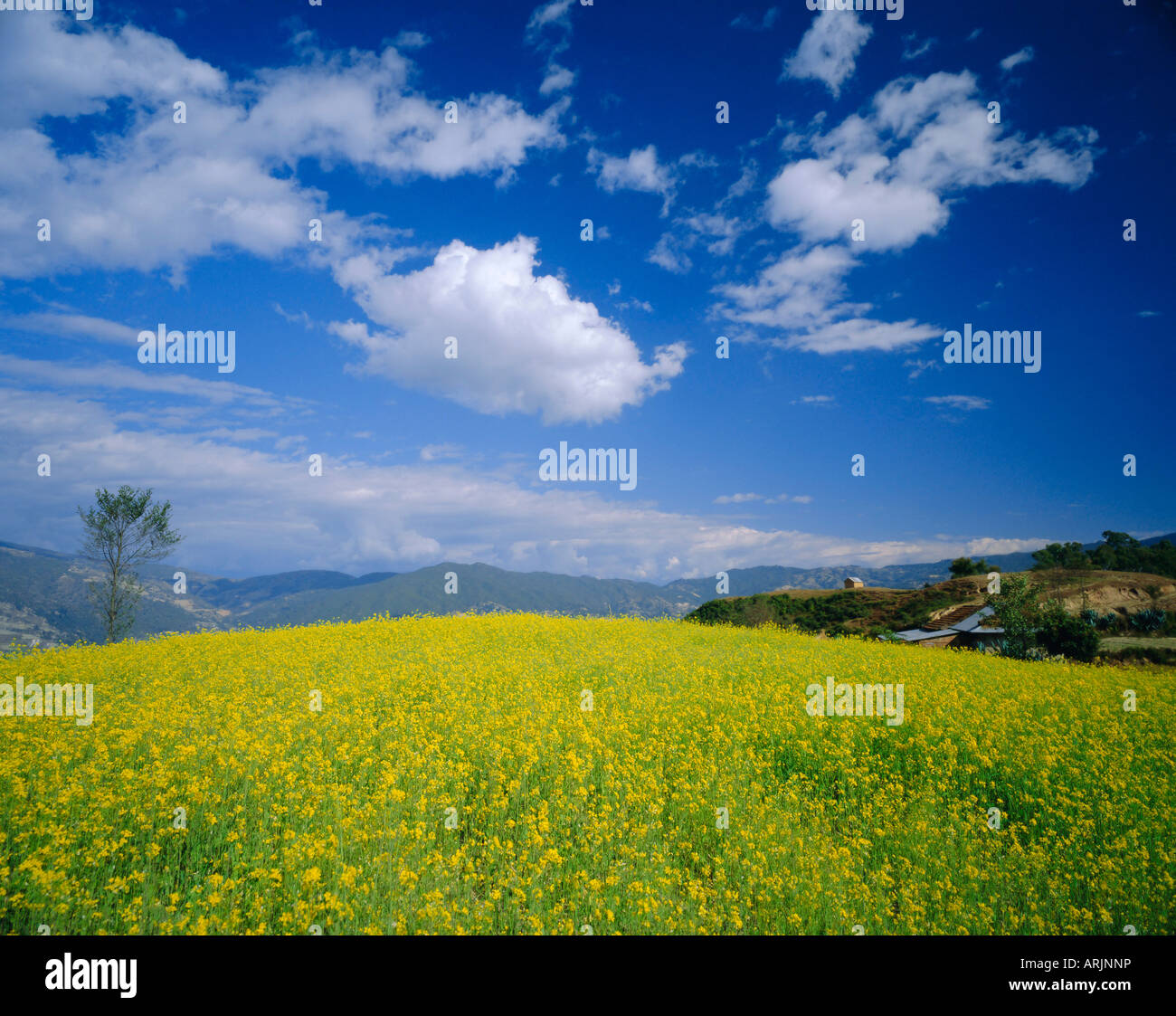 Senf-Felder im Winter in der Nähe von Nagarkot, Nepal Stockfoto