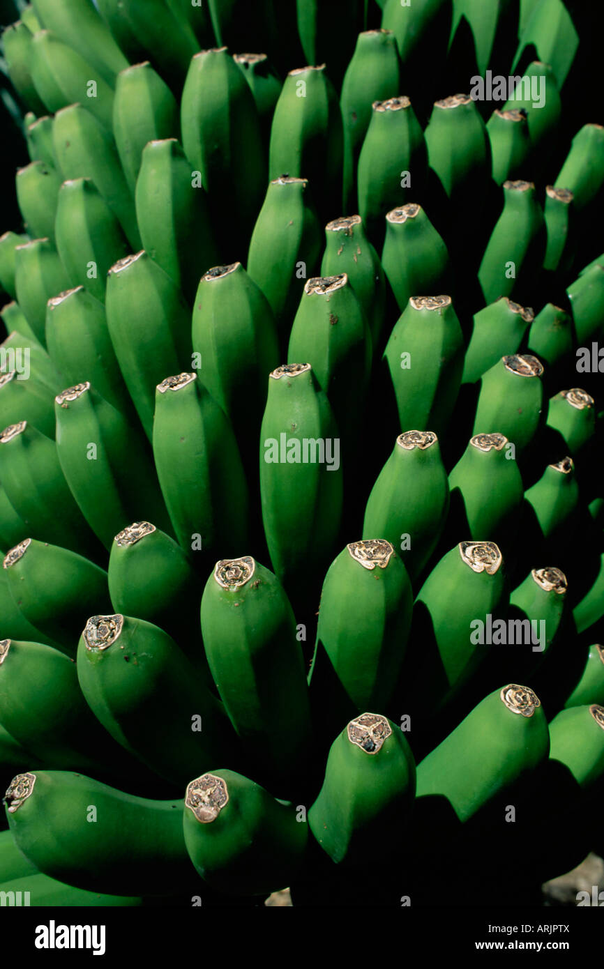 Nahaufnahme von grünen Bananen (Platanos Canarios), La Palma, Kanarische Inseln, Spanien, Europa Stockfoto