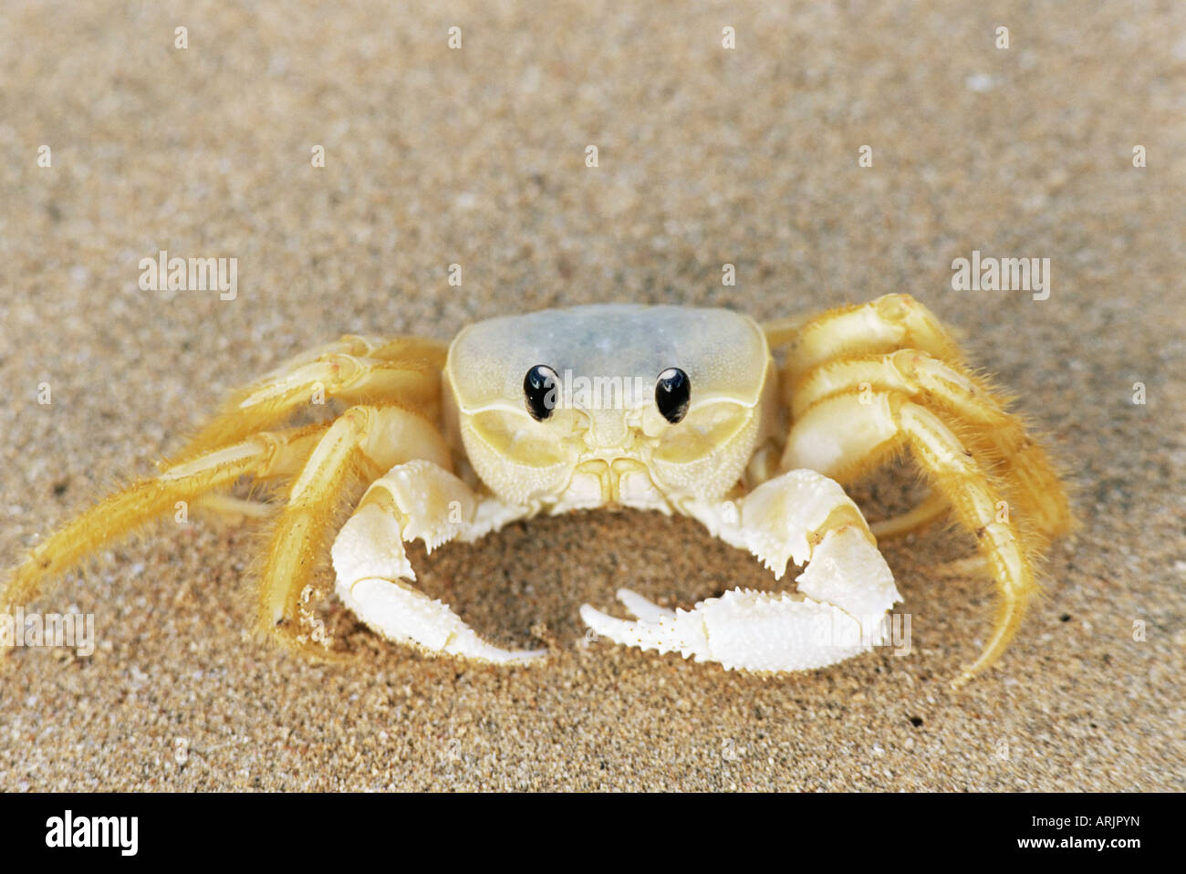 Ghost-Krabbe (Sand Krabbe), Gattung Ocypode, Parque Nacional de Fernando De Noronha, Fernando De Noronha, Pernambuco, Brasilien Stockfoto