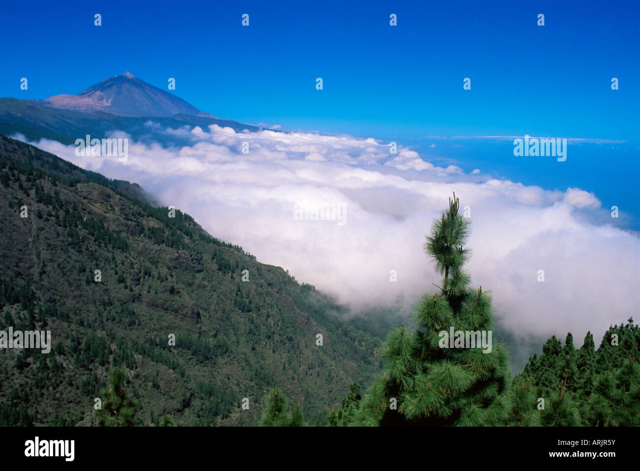 Teide und Kiefer Bäume, Nationalpark Teide, Teneriffa, Kanarische Inseln, Spanien, Atlantik, Europa Stockfoto