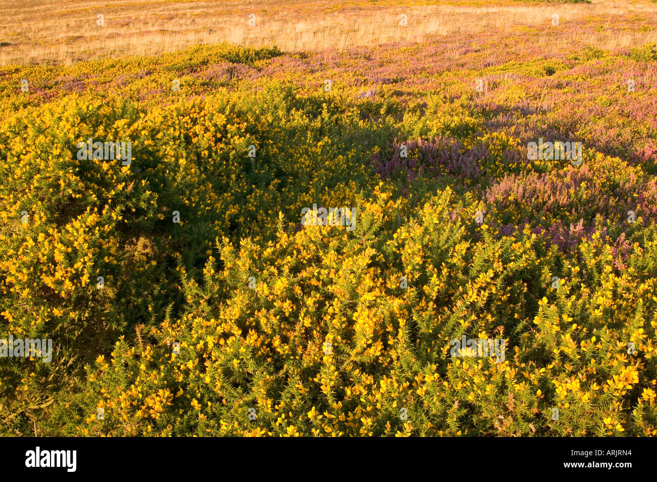 Selworthy Leuchtfeuer Exmoor Somerset England Stockfoto