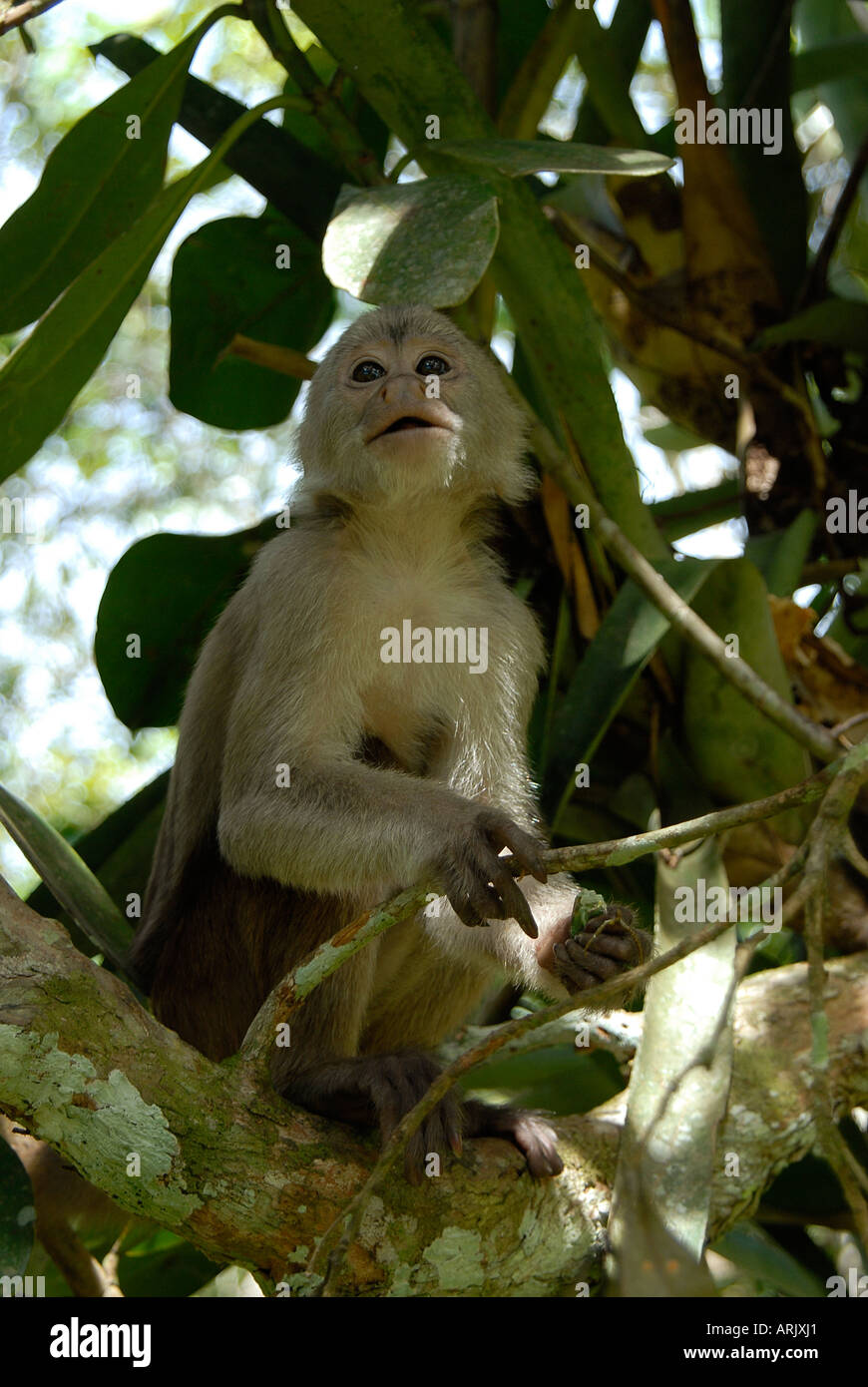 White-fronted Kapuziner Affen Cebus Albifrons "White-fronted" Stockfoto