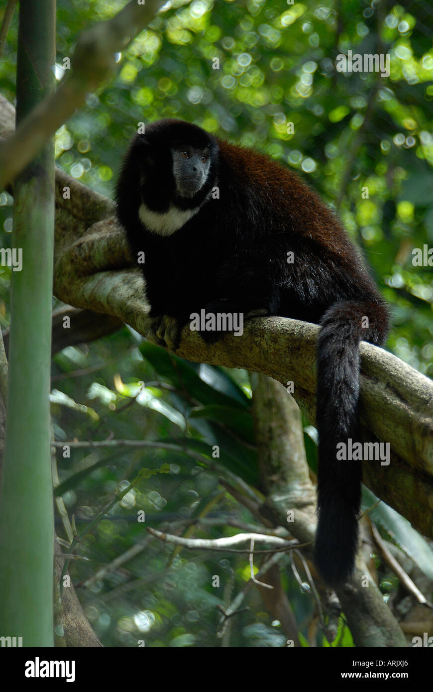 ROTFLÜGEL TITI MONKEY CALLICEBUS MANLIUS Peru gefangen Stockfoto