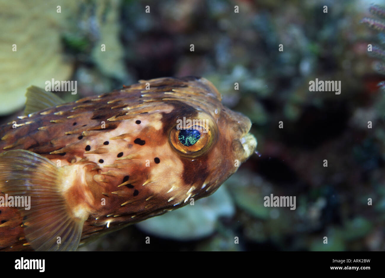 Nahaufnahme von einem Rounded Igelfischen (Cyclichthys Orbicularis) Stockfoto