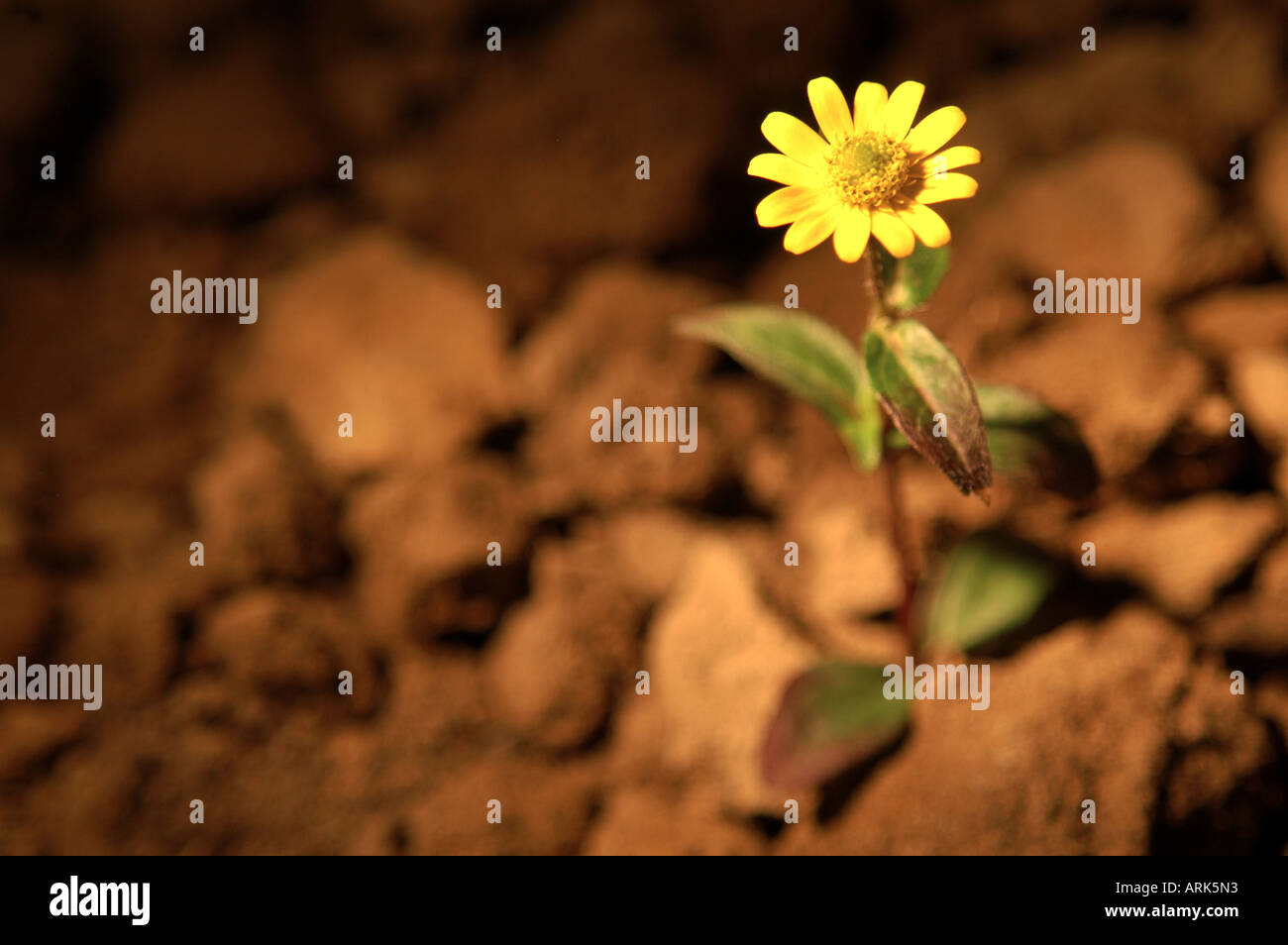 Symbolische Foto: eine einsame Blume steht allein auf einem Hektar durch einen Lichtstrahl beleuchtet. Einsamkeit, Einsamkeit, Verlassenheit Stockfoto