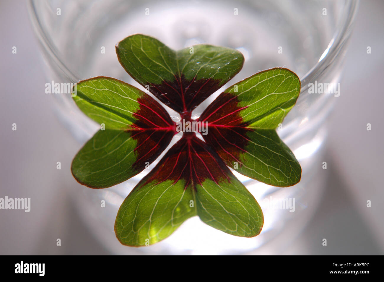 Symbolische Foto: vierblättrigen Klee in einem Glas Wasser. Fortune. Stockfoto