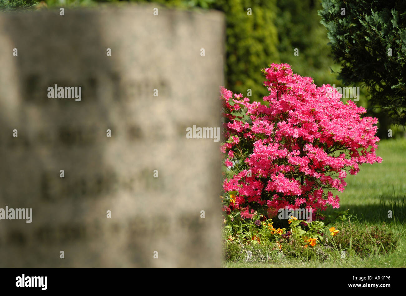 Symbolische Foto: ein Grabstein und einer blühenden Strauch auf einem Friedhof. Stockfoto