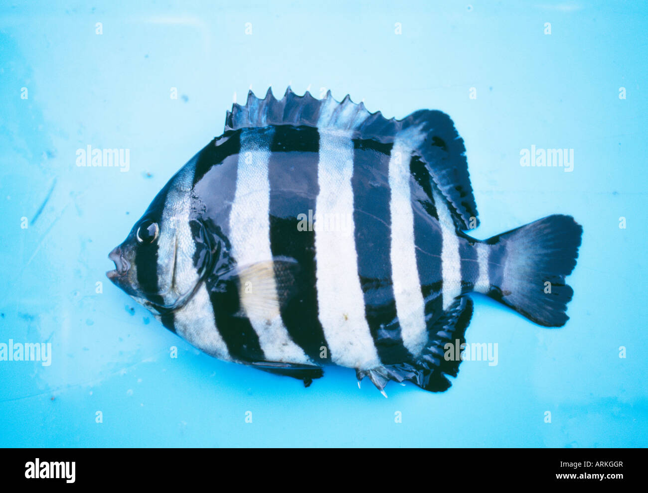 Gestreifte Schnabel Barsch (Oplegnathus Fasciatus Stockfotografie - Alamy