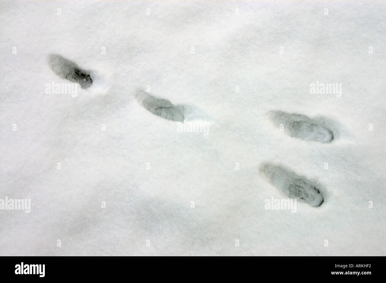 Spur eines europäischen Hasen im Schnee / Lepus Europaeus Stockfoto