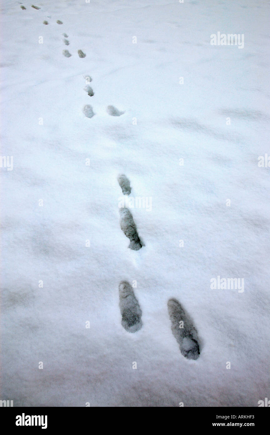 Spur im Schnee eines europäischen Hasen / Stockfoto