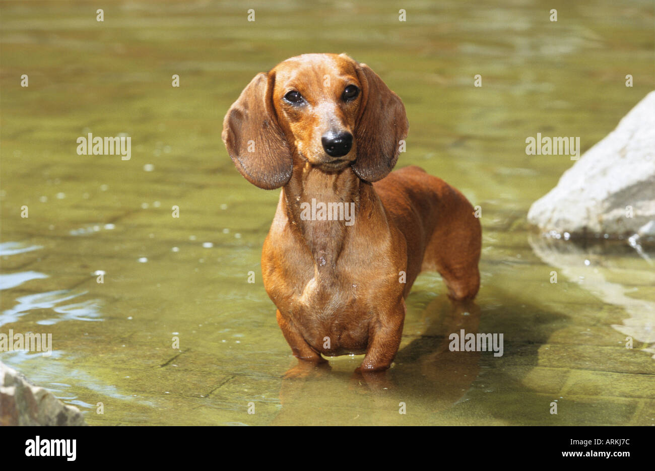 Kurzhaar Dackel Hund - im Wasser stehend Stockfoto