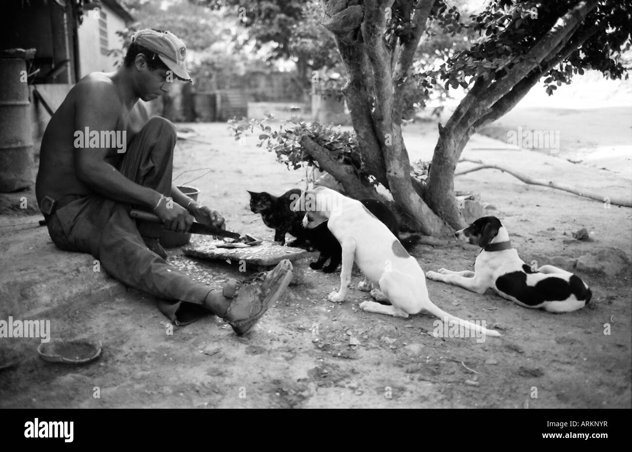 Man bereitet Frühstück, beobachtet von Hunde und Katzen, Medina, Venezuela, Südamerika Stockfoto