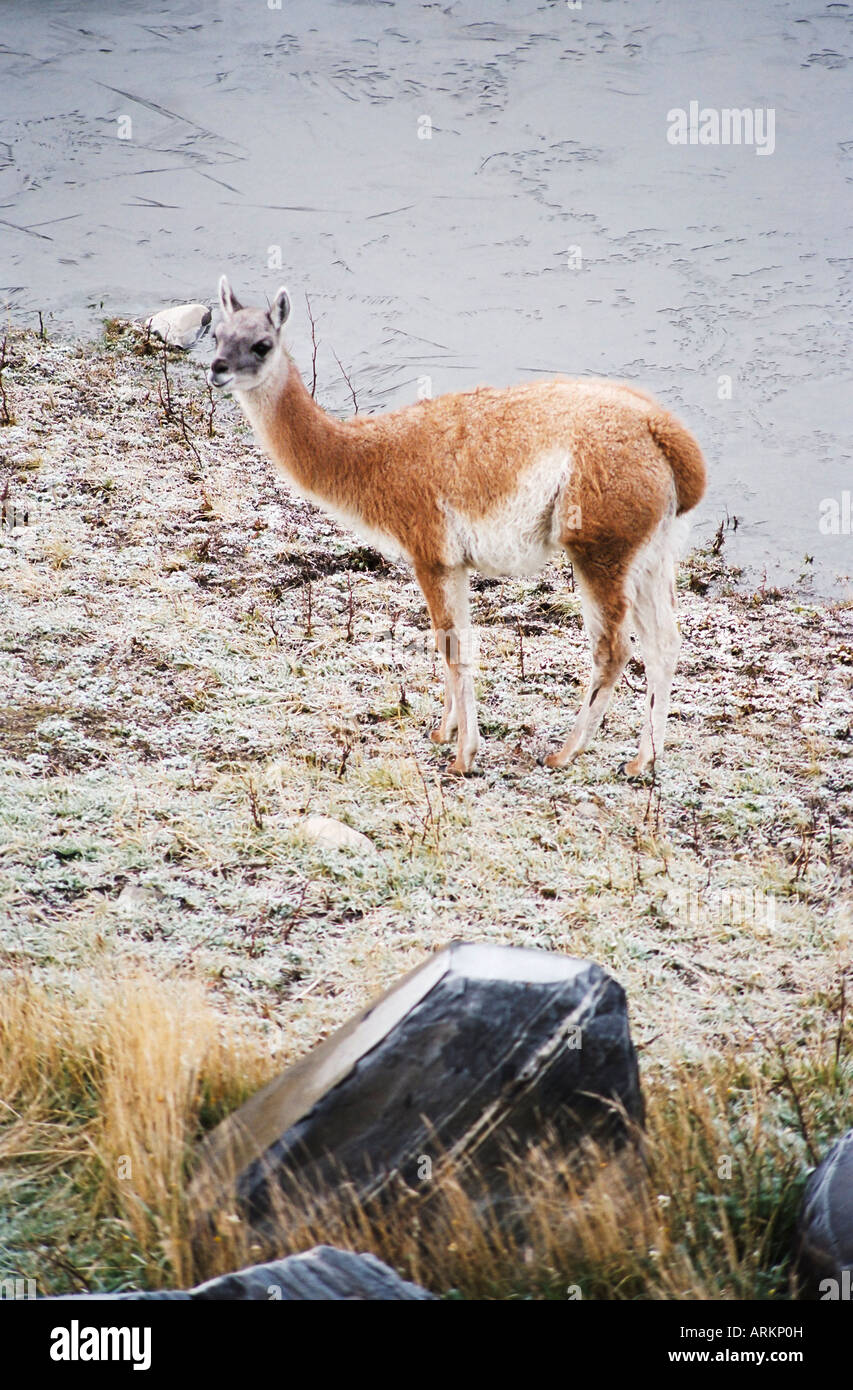 Vikunjas, Torres del Paine, Chile, Südamerika Stockfoto