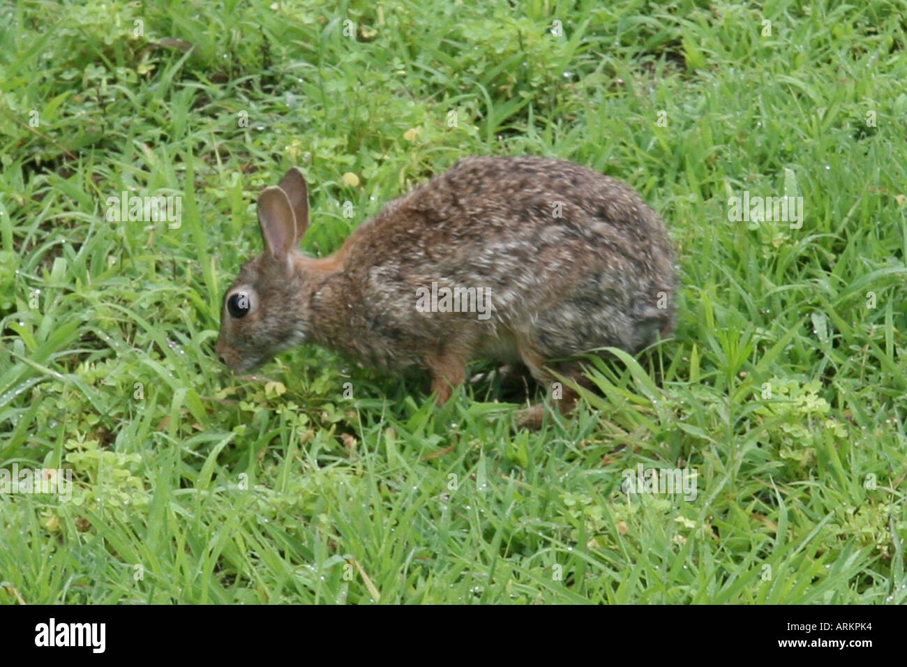 Kaninchen essen Gras- und Klee. Stockfoto