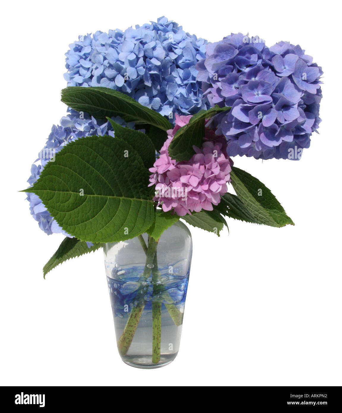 Blau lila und rosa Hortensien in einer Vase. Dieses Bild hat einen Beschneidungspfad. Stockfoto