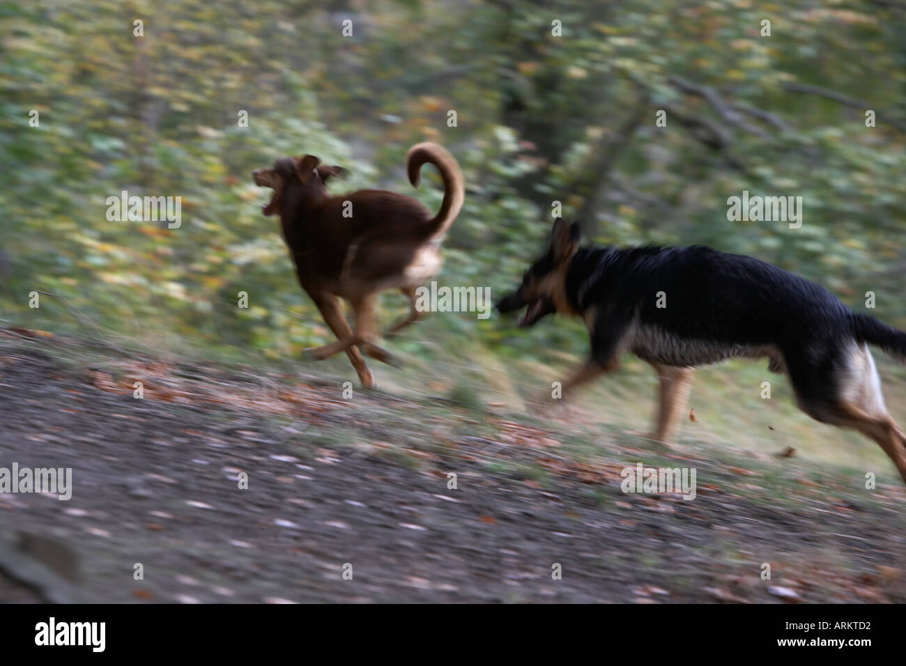 junge Hunde jagen und Spaß im Wald Stockfoto