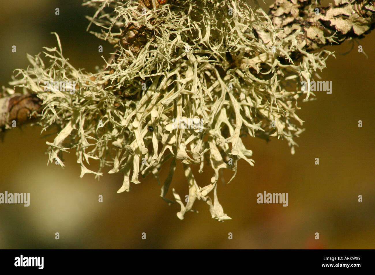 Epiphytischen Flechten-Arten wachsen aus Ästen auf der Isle Of Skye schottischen highlands Stockfoto