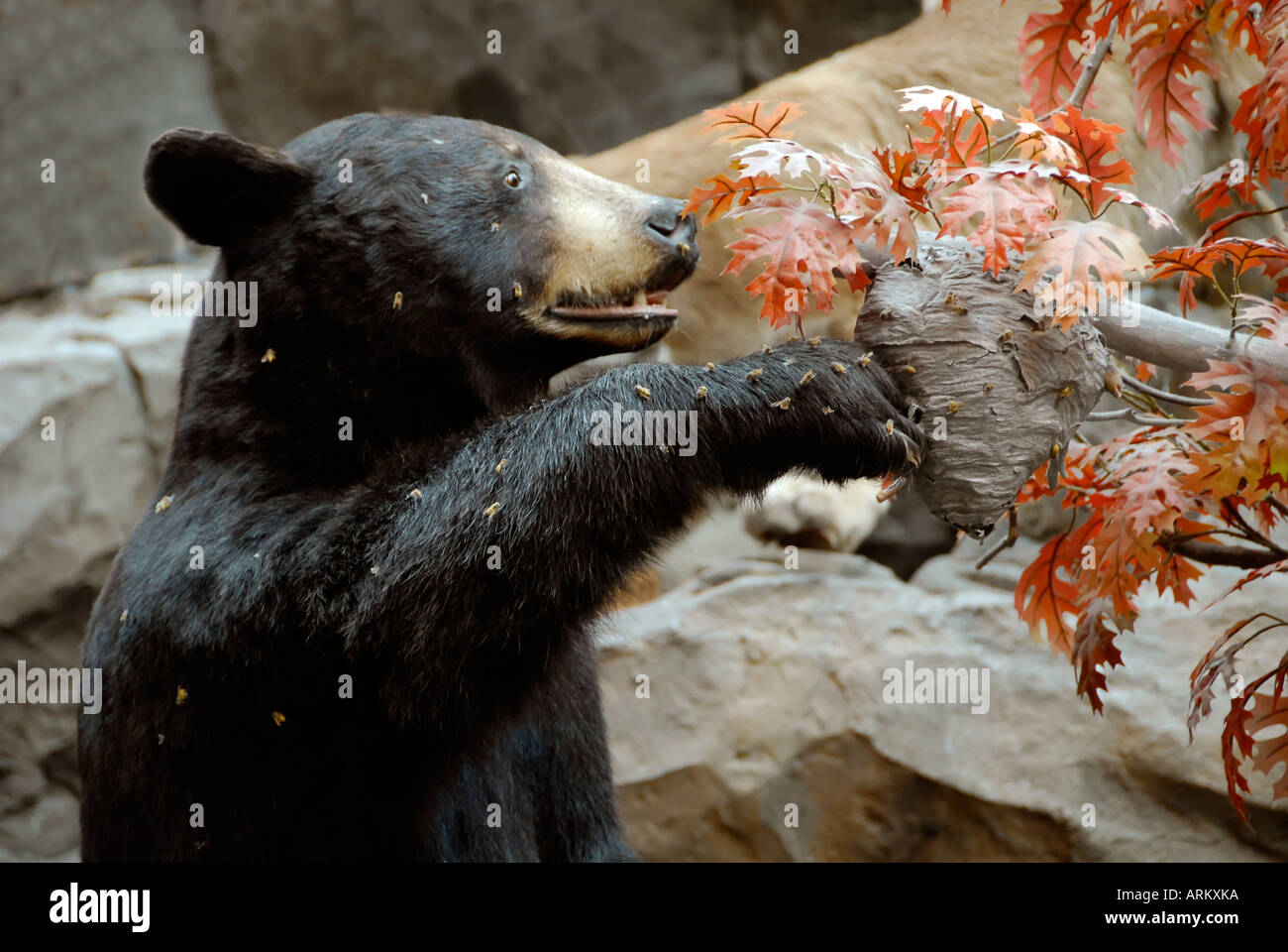 Großen schwarzen Bären auf Bienen nisten essen Honig Stockfotografie - Alamy