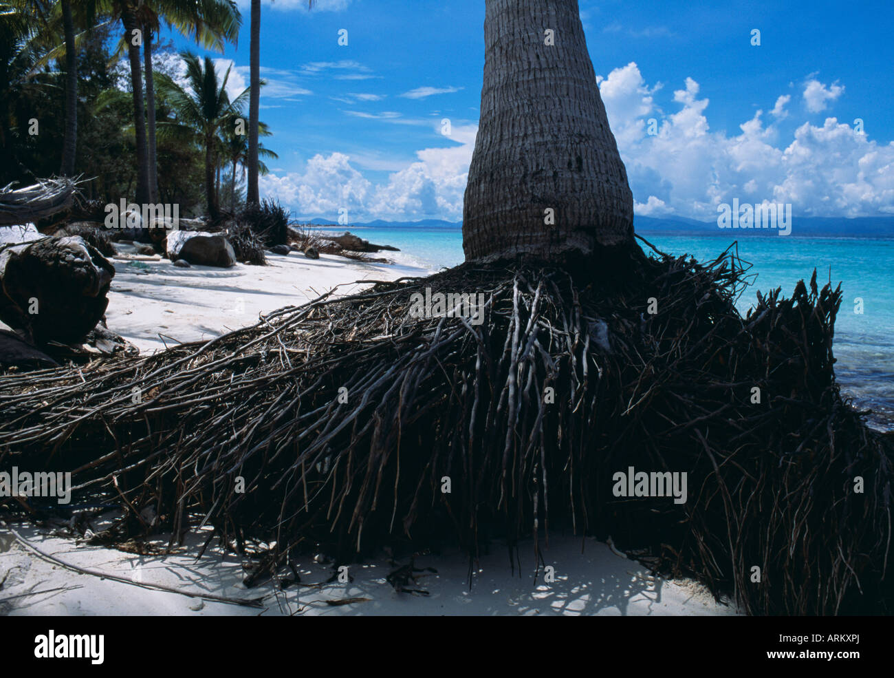 Wurzeln einer Palme, Abnahme der Strand, die globale Erwärmung, Malaysia Stockfoto