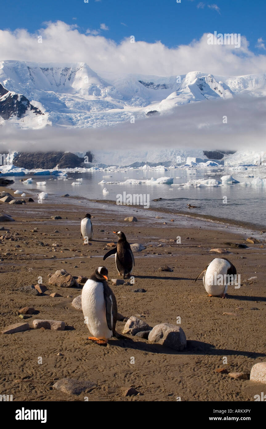 Gentoo Penguins, Neko Harbor, Gerlache Strait, antarktische Halbinsel, Antarktis, Polarregionen Stockfoto