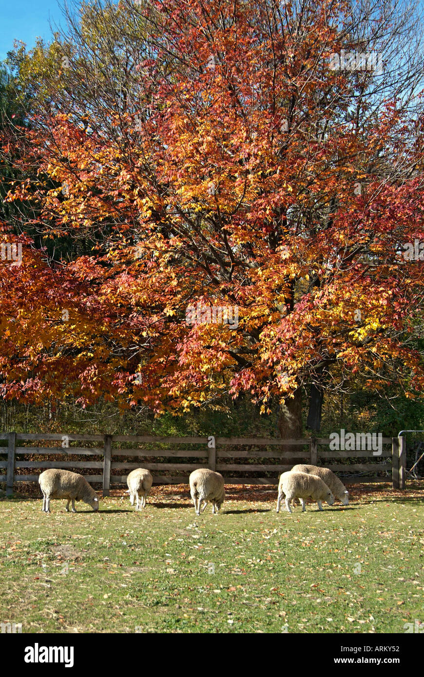 Inländische Schafe Lamm Stockfoto