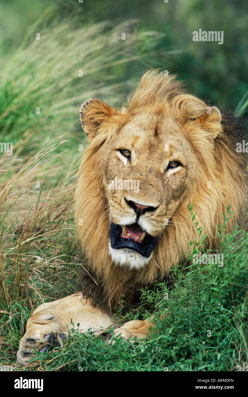 Männlicher Löwe, Panthera Leo, Krüger Nationalpark, Südafrika, Afrika Stockfoto