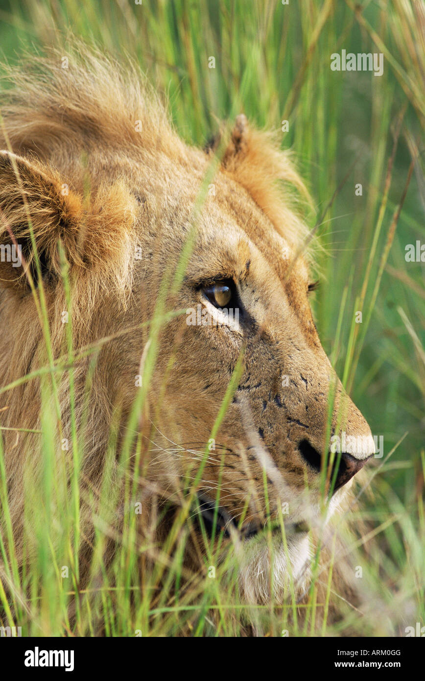 Männlicher Löwe, Panthera Leo, am Rasen, Krüger Nationalpark, Südafrika, Afrika Stockfoto