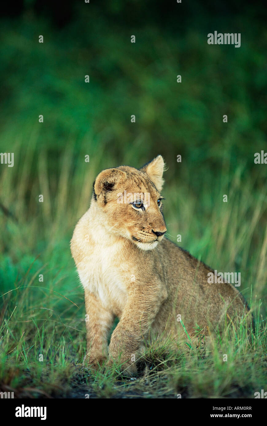 Löwenjunges, Panthera Leo, etwa zwei bis drei Monate alt, Krüger Nationalpark, Südafrika, Afrika Stockfoto