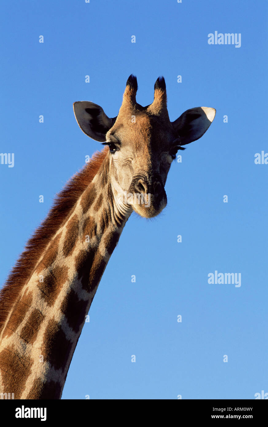 Giraffe, Giraffe Giraffa, Krüger Nationalpark, Südafrika, Afrika Stockfoto