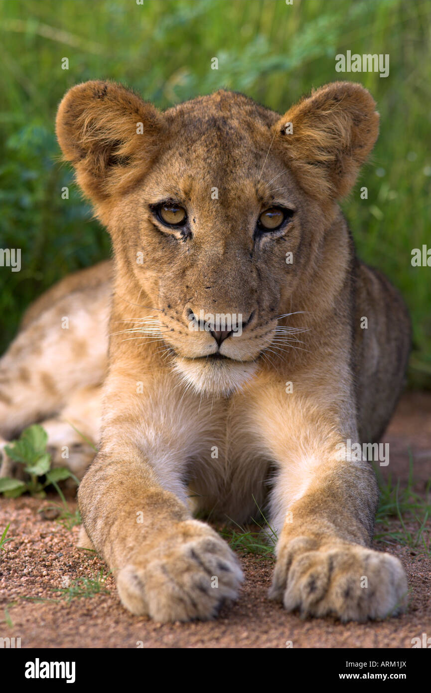 Löwenjunges, Panthera Leo, im Kruger National Park Mpumalanga, Südafrika Stockfoto