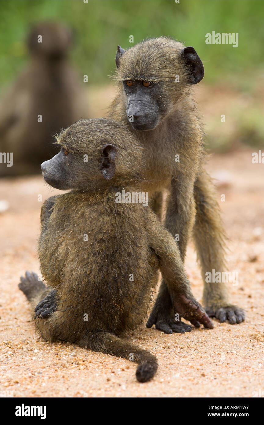 Junge Chacma Paviane (Papio Cynocephalus Ursinus) spielen, Kruger National Park, Mpumalanga, Südafrika, Afrika Stockfoto