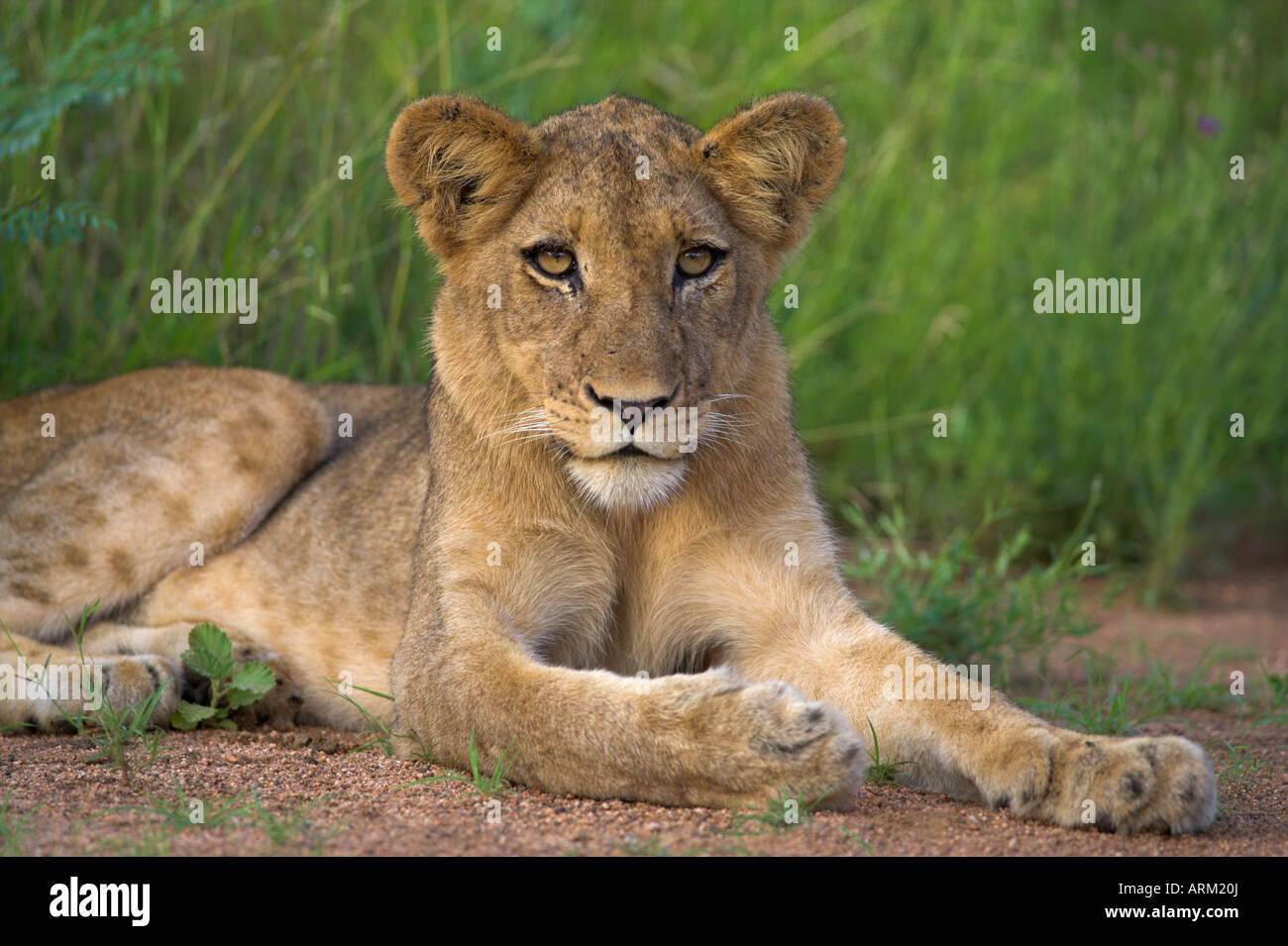 Löwe (Panthera Leo), Jungtier, Krüger Nationalpark, Südafrika, Afrika Stockfoto