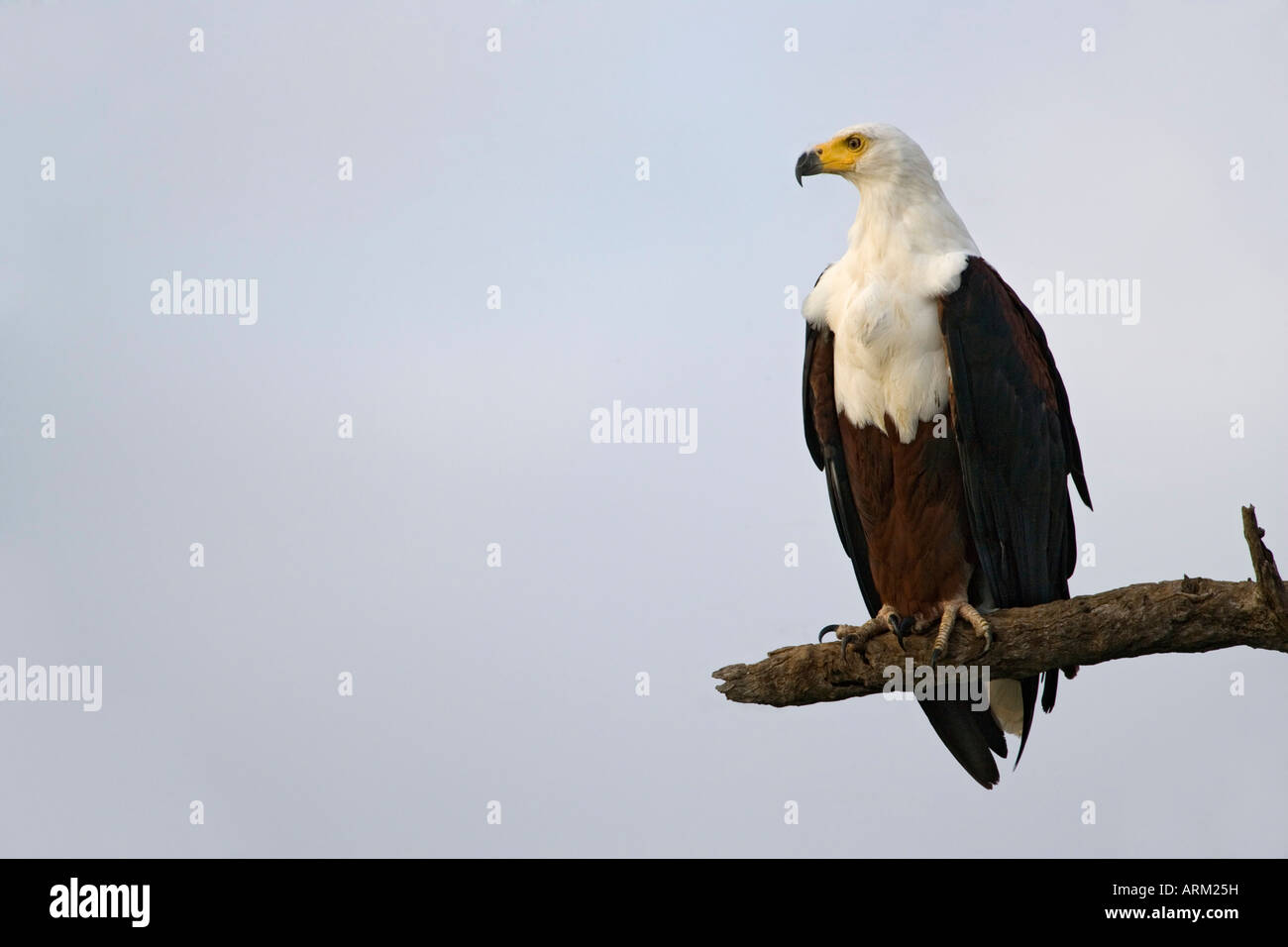 Afrikanische Fischadler (Haliaeetus Vocifer), Krüger Nationalpark, Südafrika, Afrika Stockfoto
